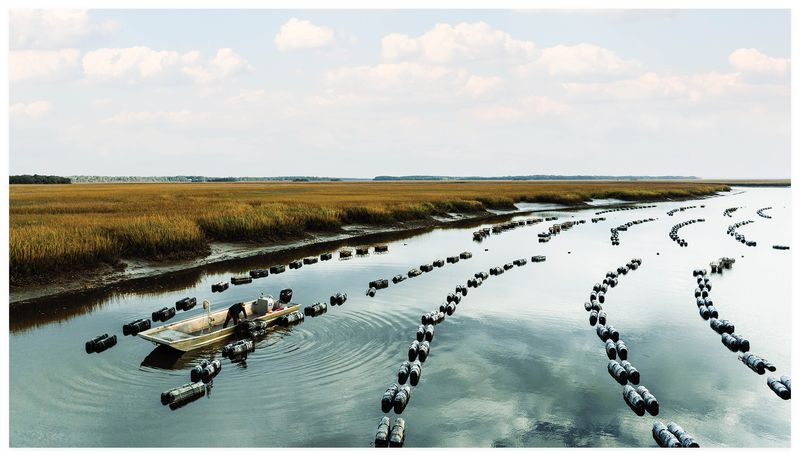 Oyster Beds and Shrimp Share Waters