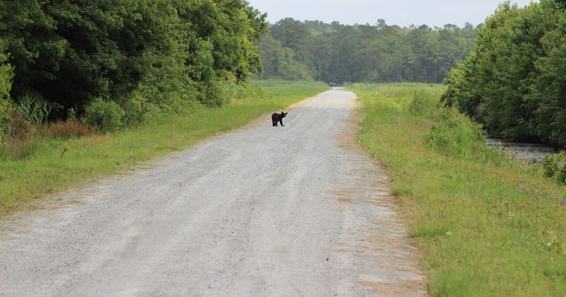 Wildlife Drive at a National Wildlife Refuge