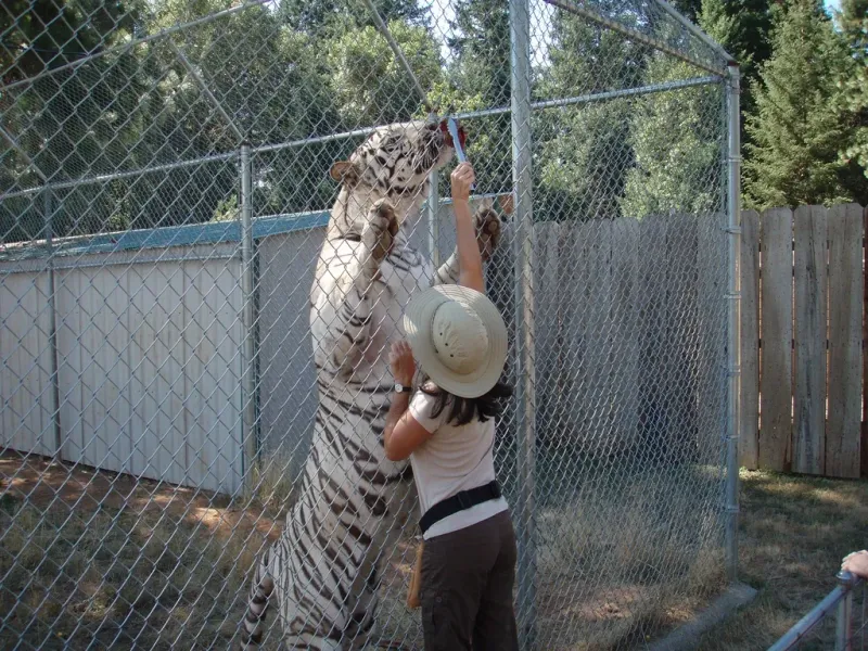 Visit Exotic Wildlife at Great Cats World Park