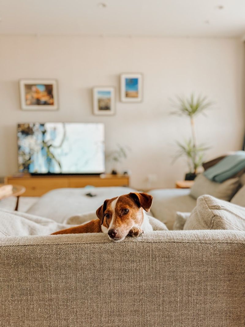 Try House-Sitting and Pet-Sitting for Free Stays