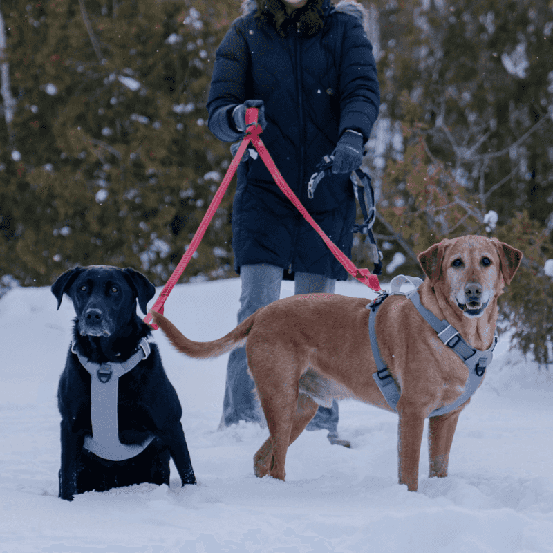 Use a Sturdy Leash and Harness
