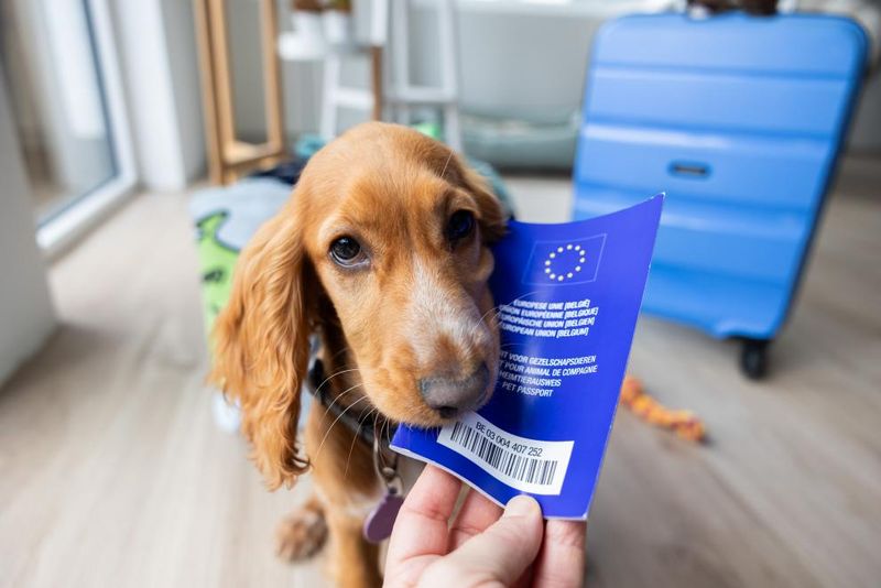 Research Destination Immigration & Pet Rules Early