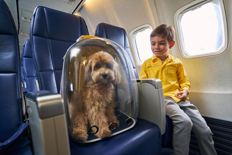 Maintain Your Pet's Routine & Reduce Stress in the Lead-Up