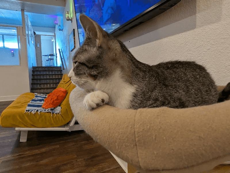 A first look at El Jefe Cat Cafe