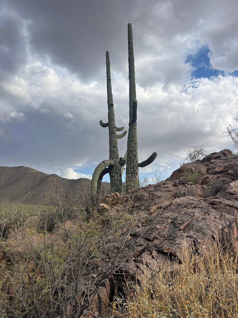 Saguaro National Park - Arizona