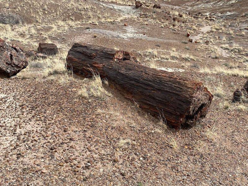 Petrified Forest National Park - Arizona