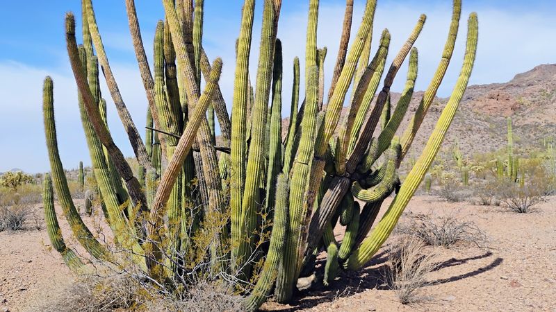 Organ Pipe Cactus National Monument - Ajo, Arizona