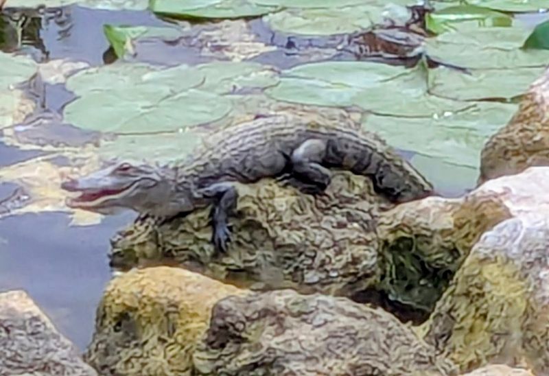 Alligator Sightings Along the Trail