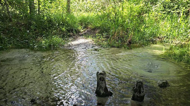 A Spring-Fed Creek So Clear It Looks Almost Unreal A Spring-Fed Creek So Clear It Looks Almost Unreal