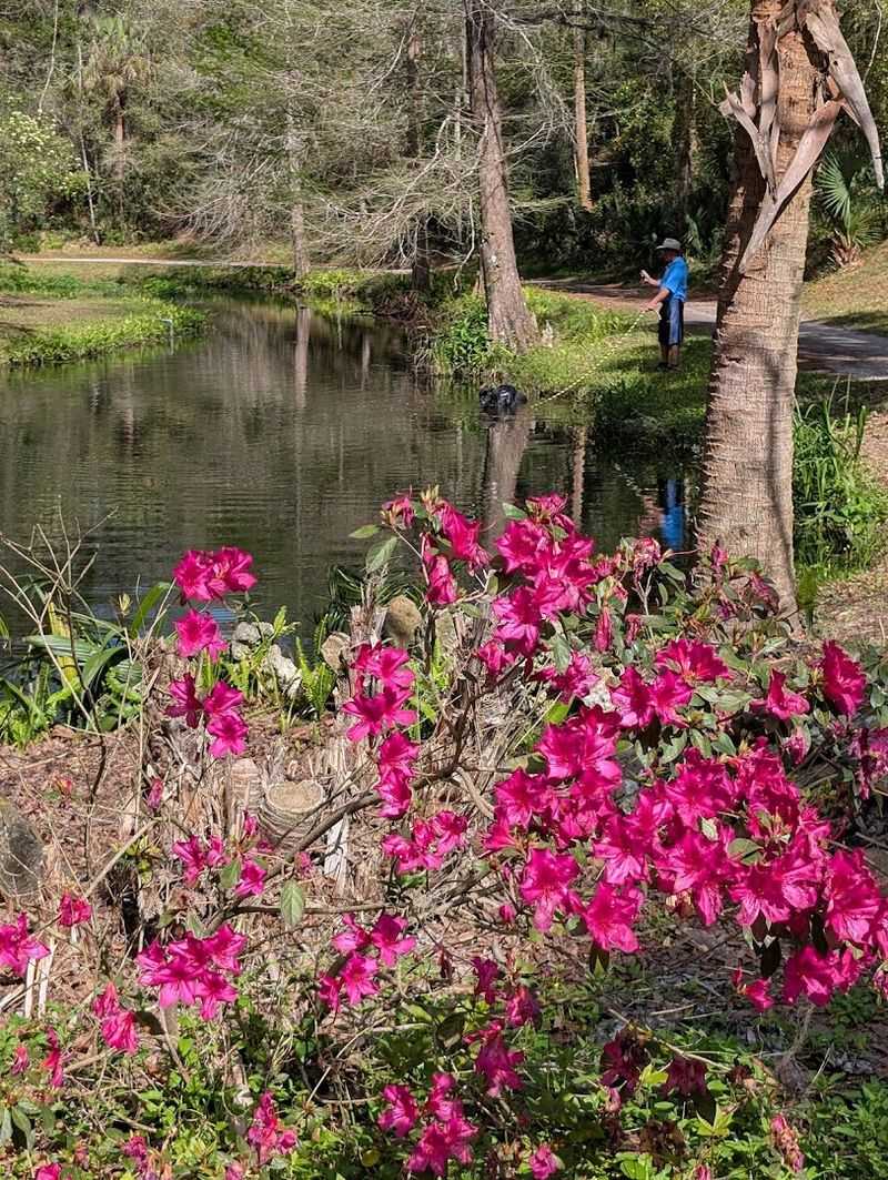 Azalea Blooms That Transform the Park Into a Floral Wonderland Every Spring Azalea Blooms That Transform the Park Into a Floral Wonderland Every Spring