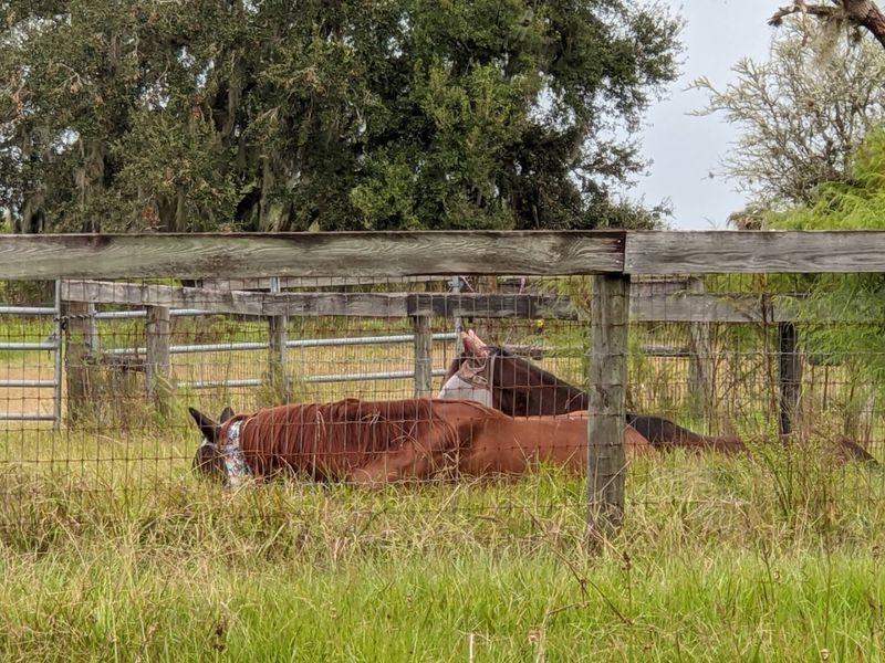 Equestrian Camping for Horse Lovers Equestrian Camping for Horse Lovers