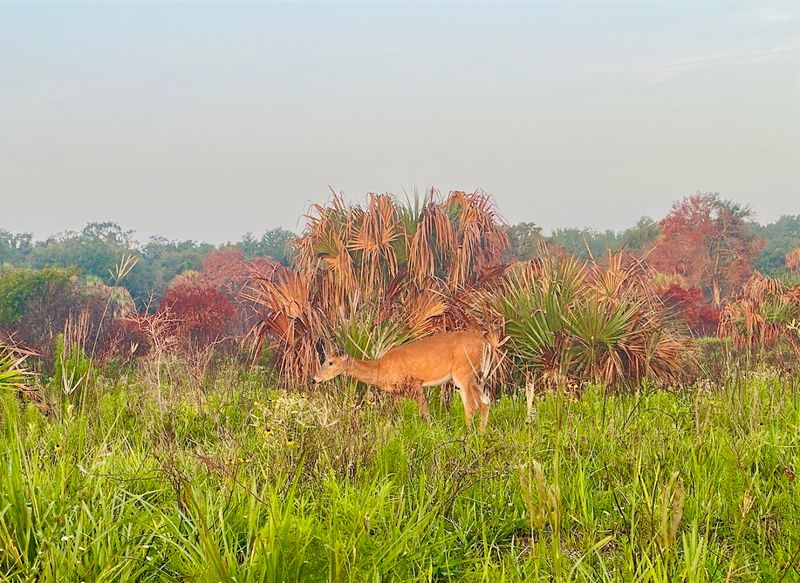 Wildlife That Practically Walks Up to Say Hello Wildlife That Practically Walks Up to Say Hello
