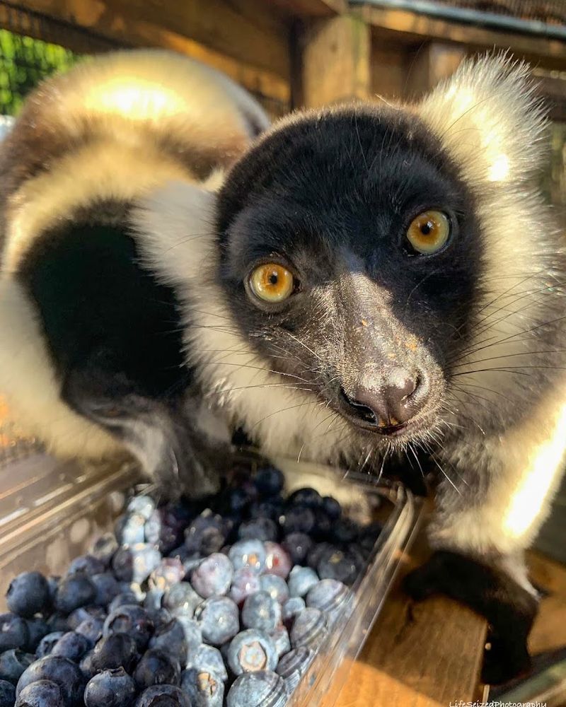A Nonprofit Mission Rooted in Rescue and Conservation