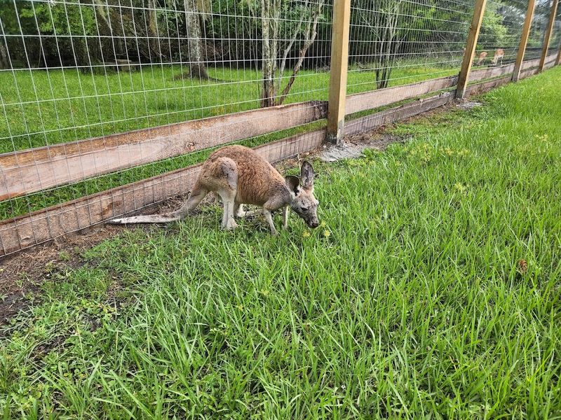 Baby Kangaroos and the Surprise of Marsupials in Florida
