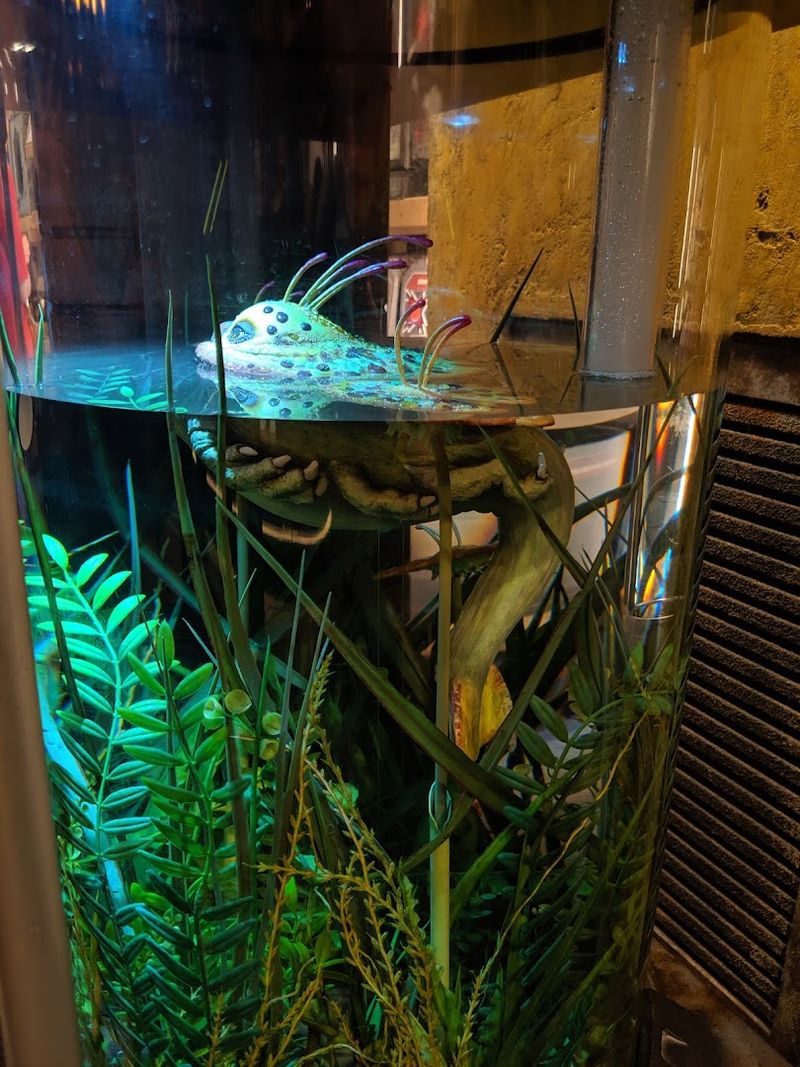 Creature in the Tank: The Mystery Guest of the Shop
