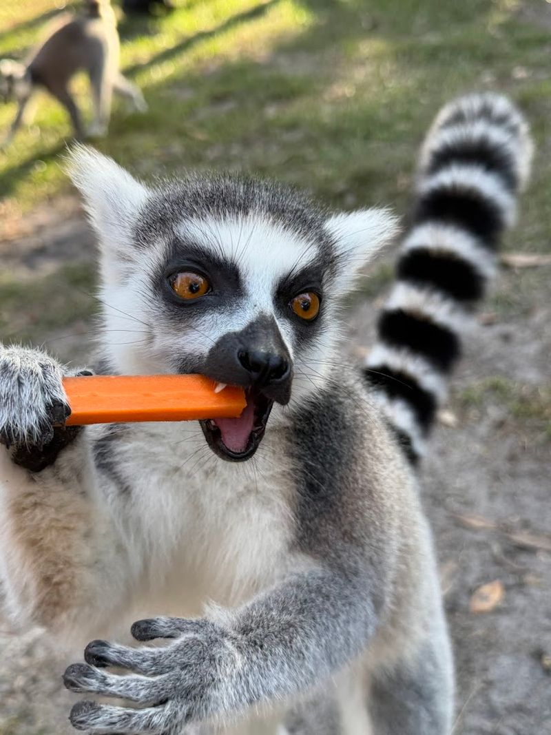 How to Plan Your Visit to Chase Sanctuary in Webster, FL
