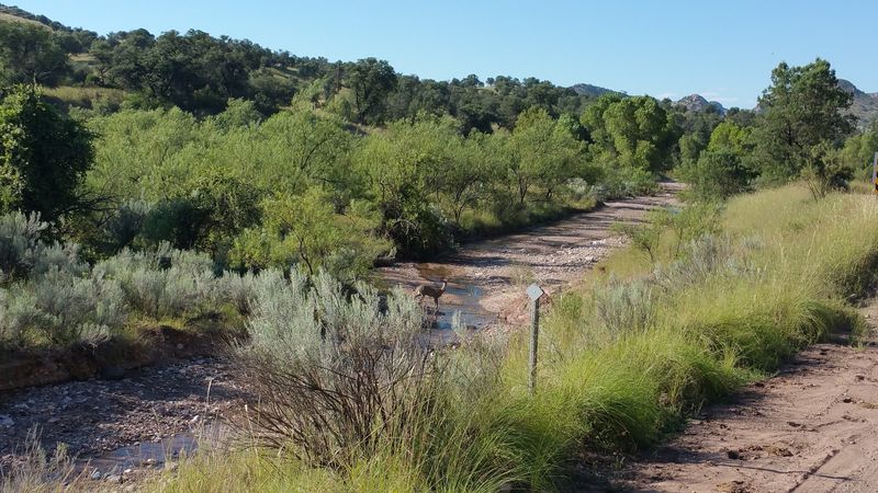 The Patagonia-Sonoita Creek Preserve The Patagonia-Sonoita Creek Preserve