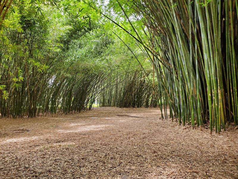 A Bamboo Grove Worth the Walk