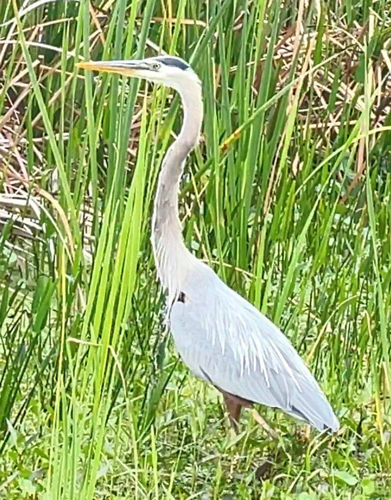 A Bird List That Keeps Growing