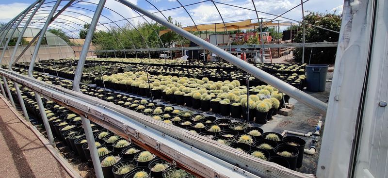 A Cactus and Succulent Selection Worth the Gas Money