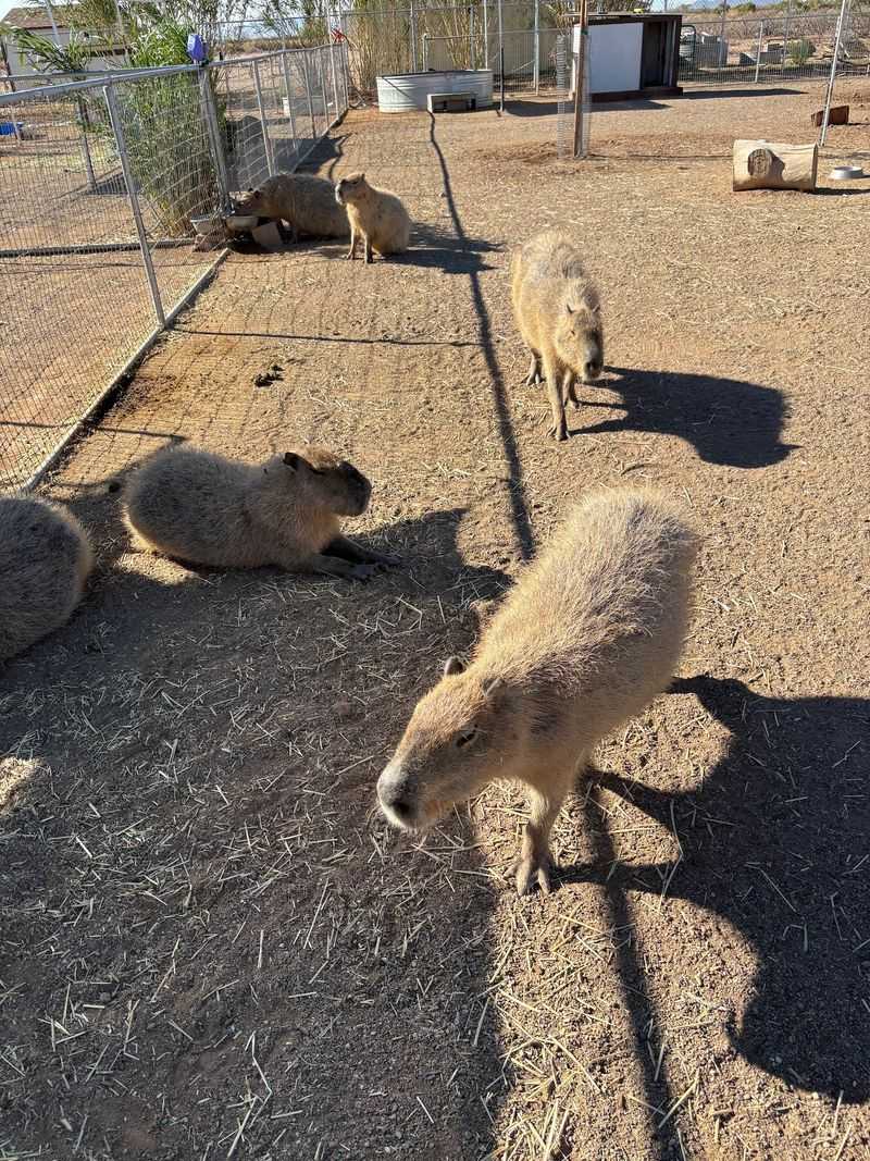 A Desert Ranch Built Around Capybaras A Desert Ranch Built Around Capybaras