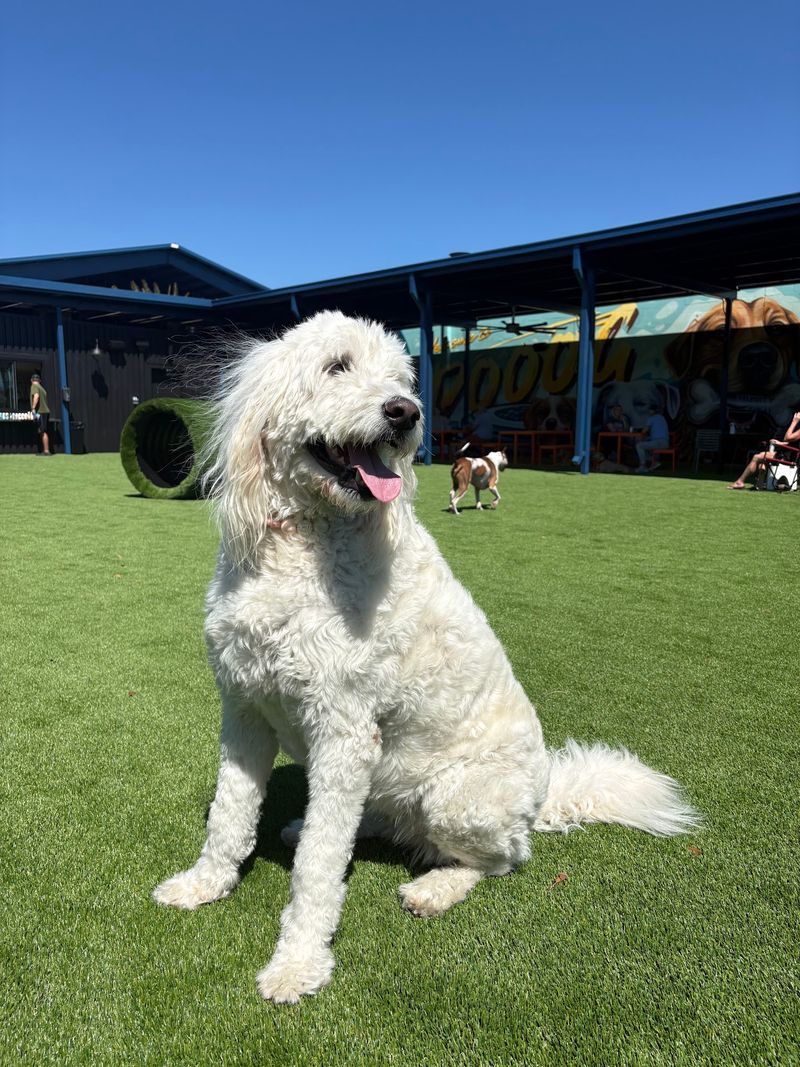 A Dog Park Called Kanine Social A Dog Park Called Kanine Social