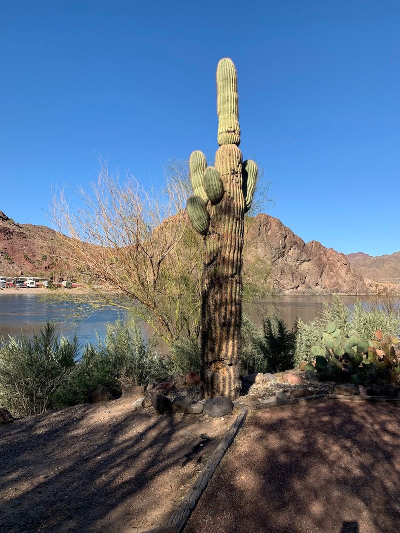 A Dog Park, Games, And A Cactus Garden A Dog Park, Games, And A Cactus Garden