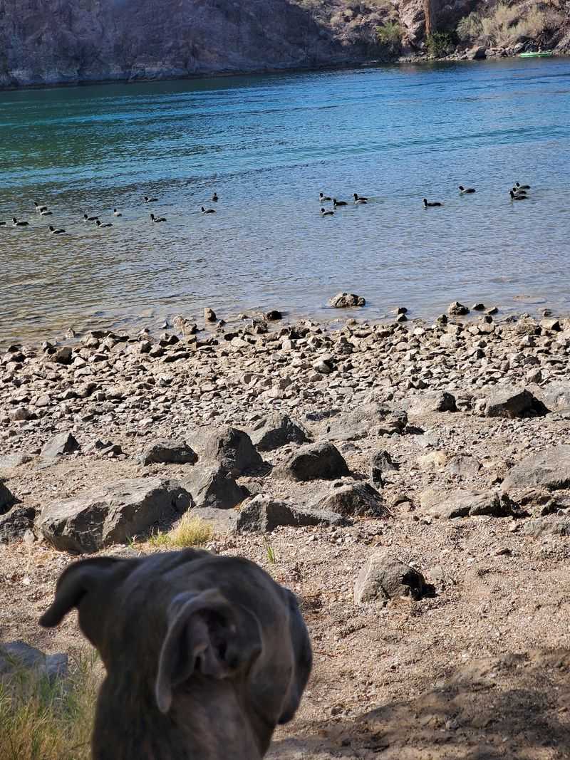 A Dog Park That Wins Over The Whole Pack A Dog Park That Wins Over The Whole Pack