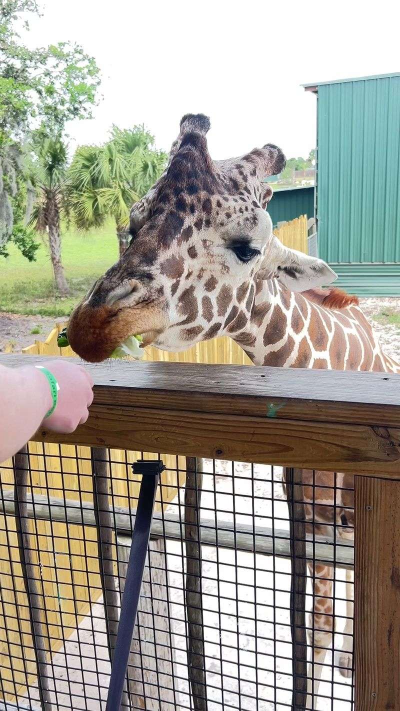 A Giraffe Snack Before You Exit