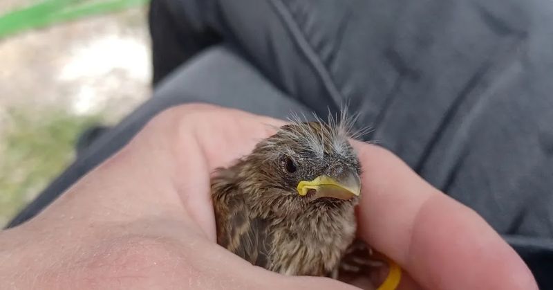 A Haven for Injured Birds