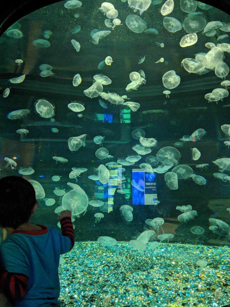 A Jellyfish Gallery You Won't Want to Leave A Jellyfish Gallery You Won't Want to Leave