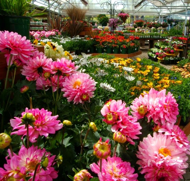 A Plant Selection Built For The Mountains A Plant Selection Built For The Mountains
