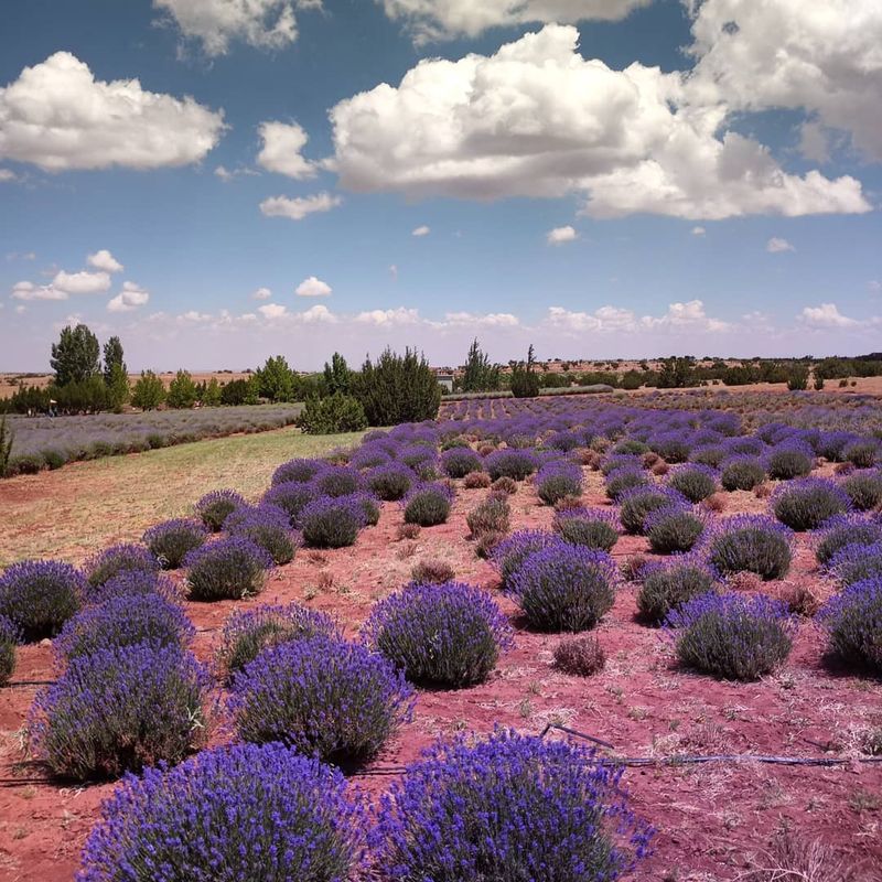 A Purple Field In High-Desert Concho A Purple Field In High-Desert Concho