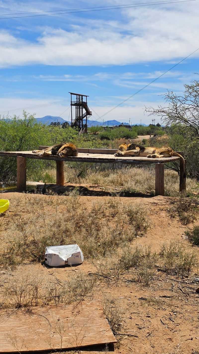 A Rescue Sanctuary, Not a Typical Zoo A Rescue Sanctuary, Not a Typical Zoo