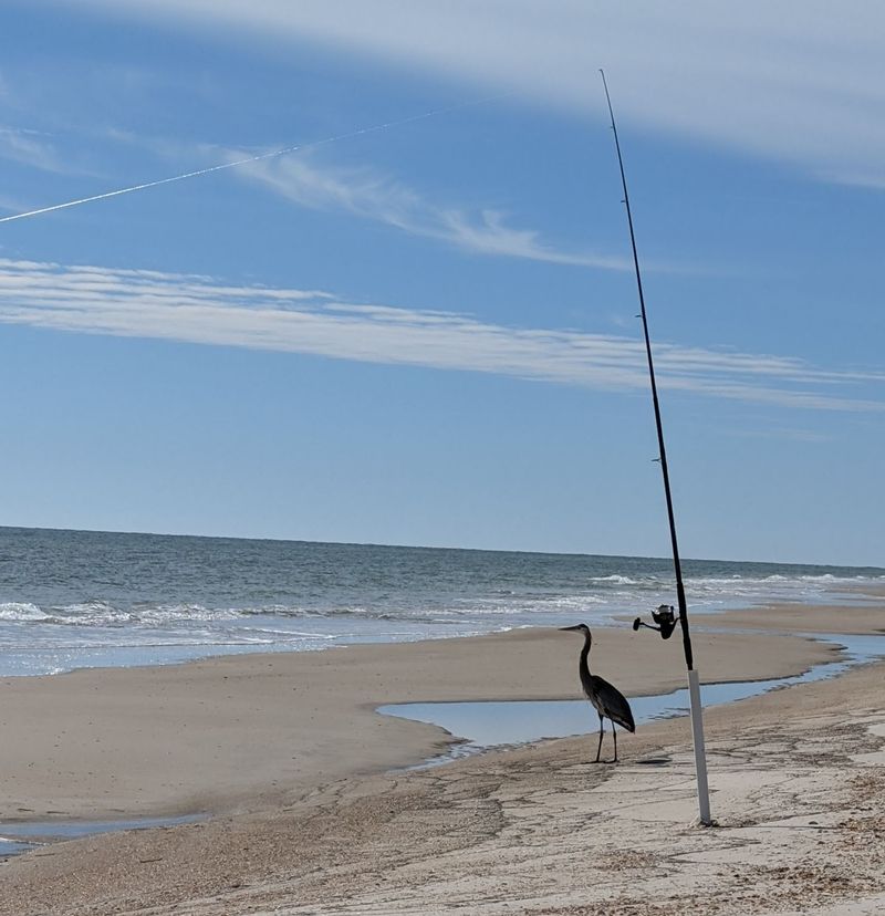 A Shelling and Wildlife Wonderland