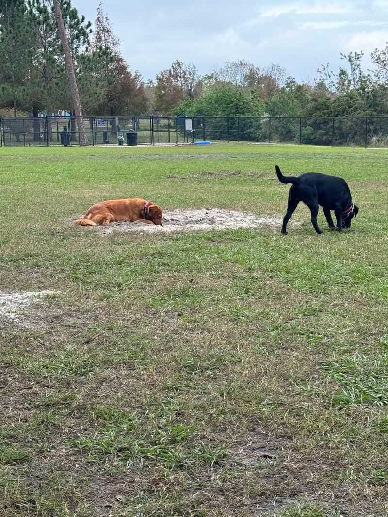 A Two-Acre Dog Park for Furry Family Members A Two-Acre Dog Park for Furry Family Members