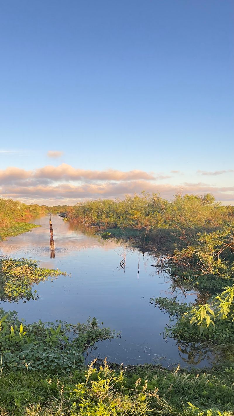 A Wetland Hiding Behind a Water Plant