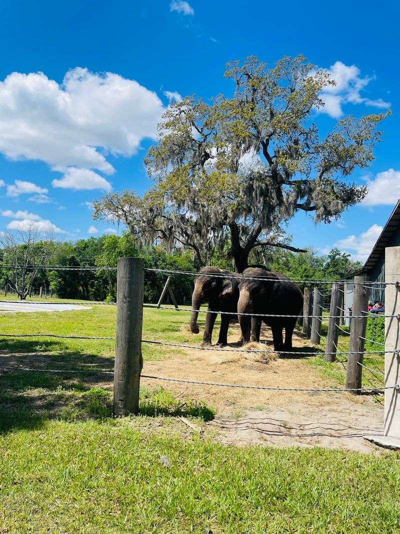A Working Ranch Tucked Into Myakka City
