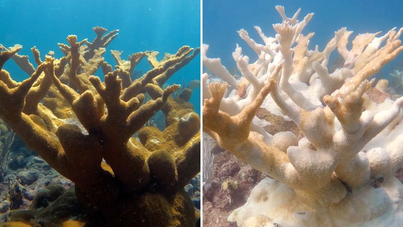 A living reef can also be a severely stressed reef