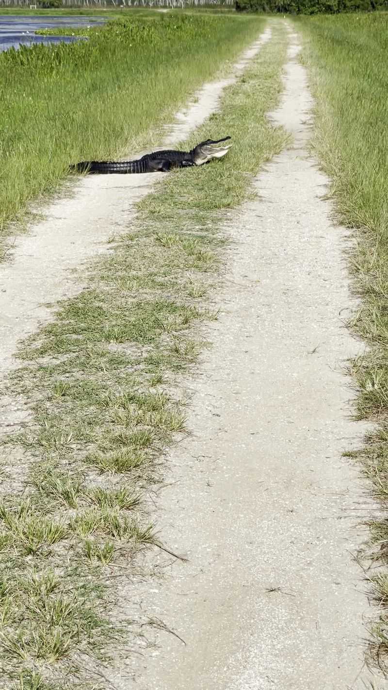 Alligators Basking Along the Lake Searcy Loop Alligators Basking Along the Lake Searcy Loop