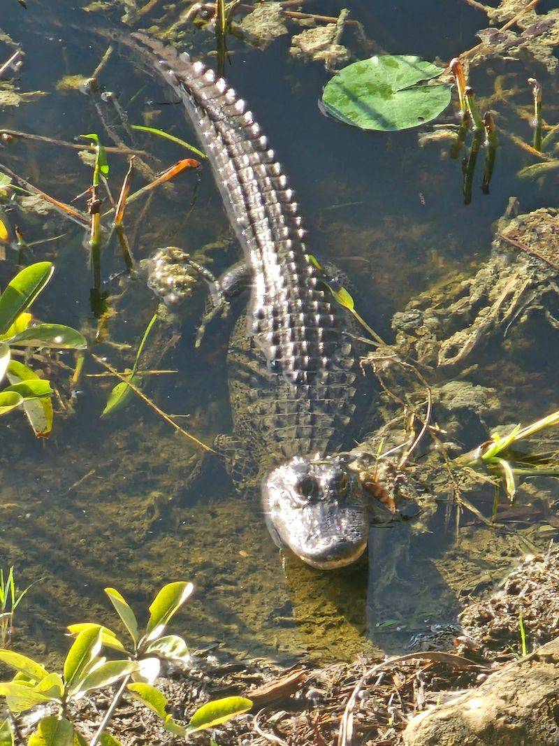 Alligators, Turtles, and Unexpected Guests