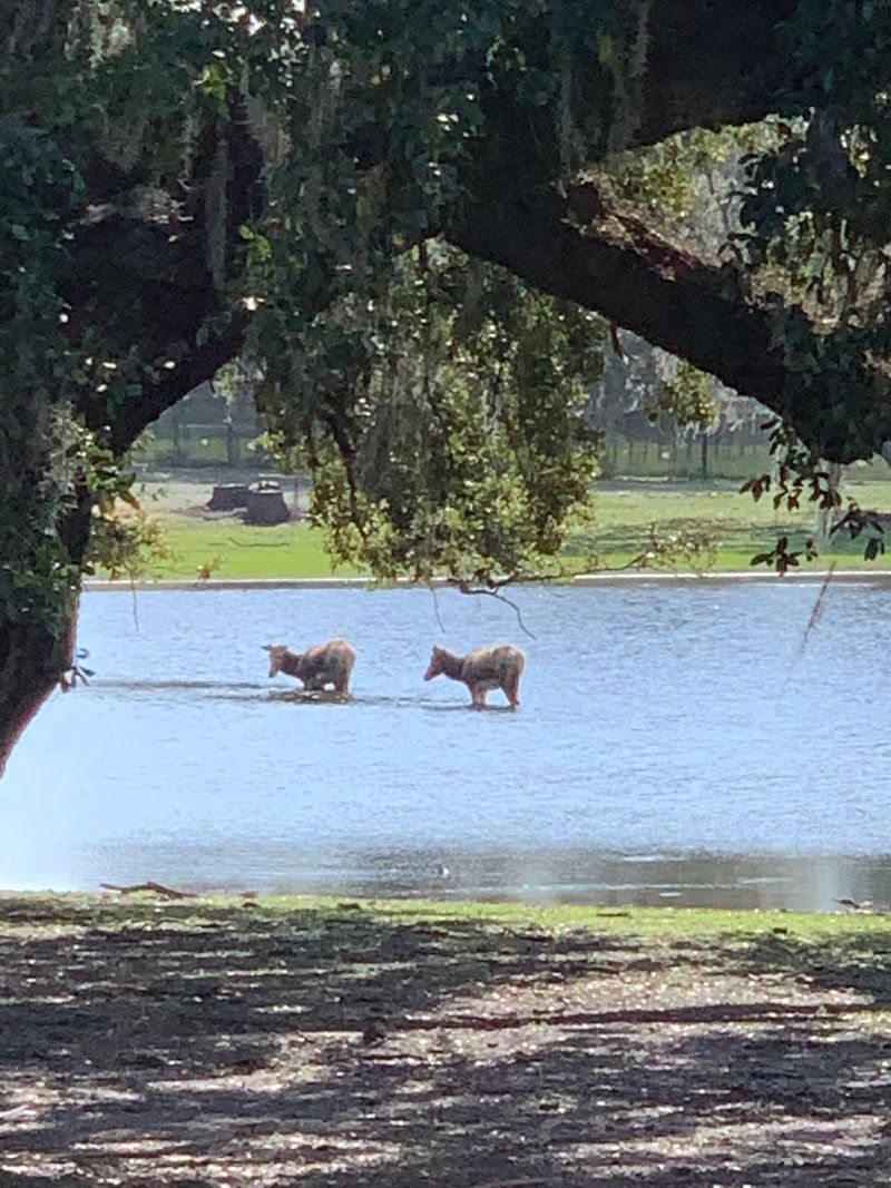 Animals Cared For in Open, Natural Spaces Animals Cared For in Open, Natural Spaces
