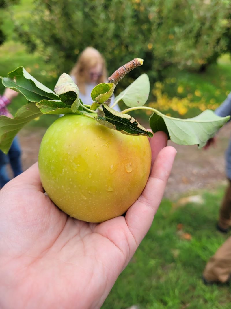 Apple Season and That Famous Aroma Apple Season and That Famous Aroma