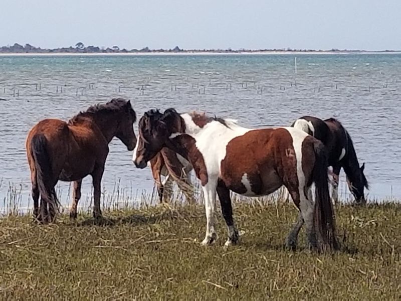 Assateague Island National Seashore, near Berlin, Maryland