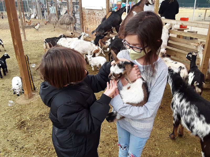 Baby Goats Steal the Finale Baby Goats Steal the Finale