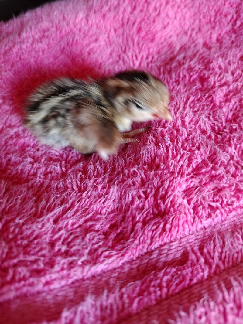 Baby Quail and the Season of Chicks
