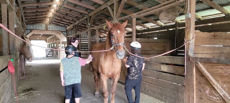 Barn Tours and Feeding the Horses Barn Tours and Feeding the Horses