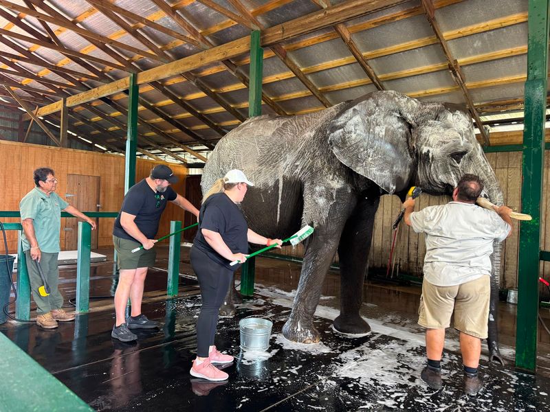 Bath Time and the Elephant Spa