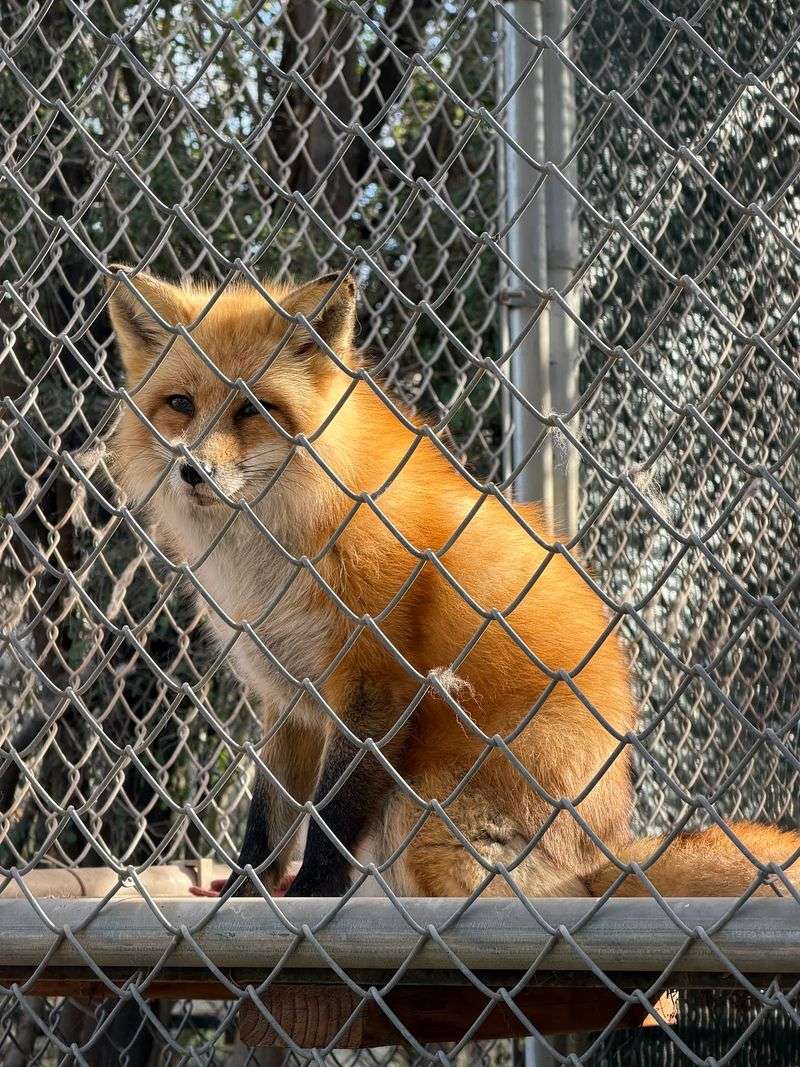 Bears, Foxes, And A Cast Of Native Characters Bears, Foxes, And A Cast Of Native Characters