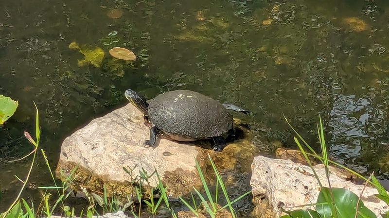 Beyond the Gators: Birds, Turtles, and a Croc